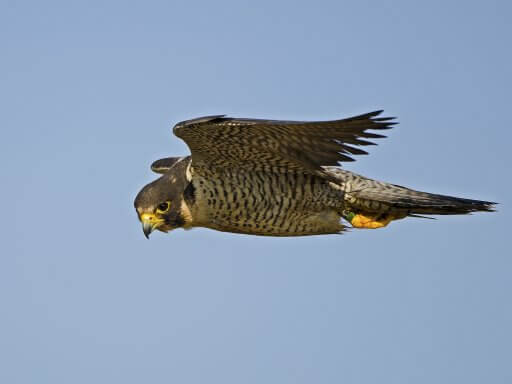 Peregrine Falcon in flight. Photo by Brian S./Shutterstock.