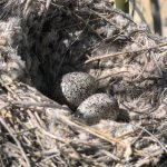 Phainopepla nest and eggs. Photo by Scott Olmstead, Macaulay Library at the Cornell Lab of Ornithology.