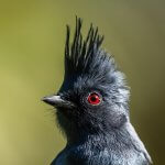 Phainopepla portrait. Photo by Leah Turner, Macaulay Library at the Cornell Lab of Ornithology.