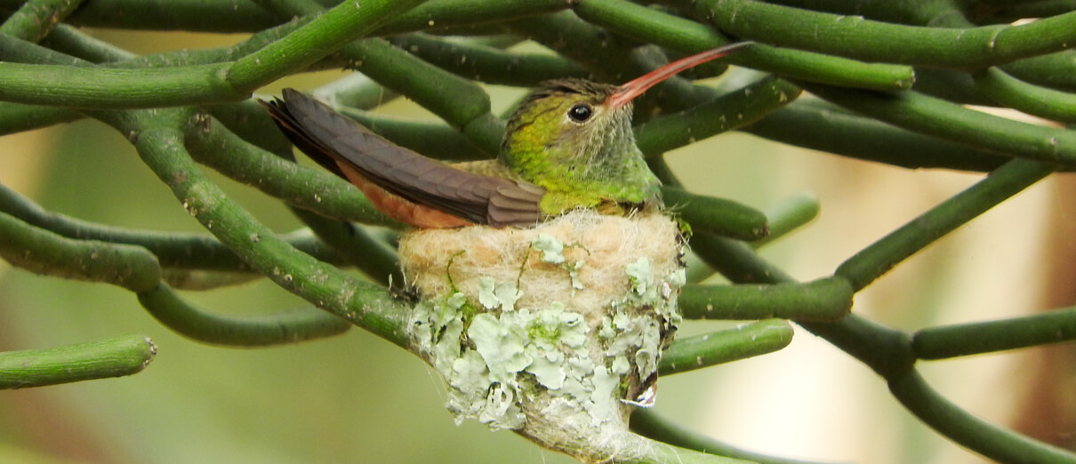 Female Buff-bellied Hummingbird on nest. Photo by Osvaldo Balderas San Miguel, Macaulay Lab at the Cornell Lab of Ornithology.