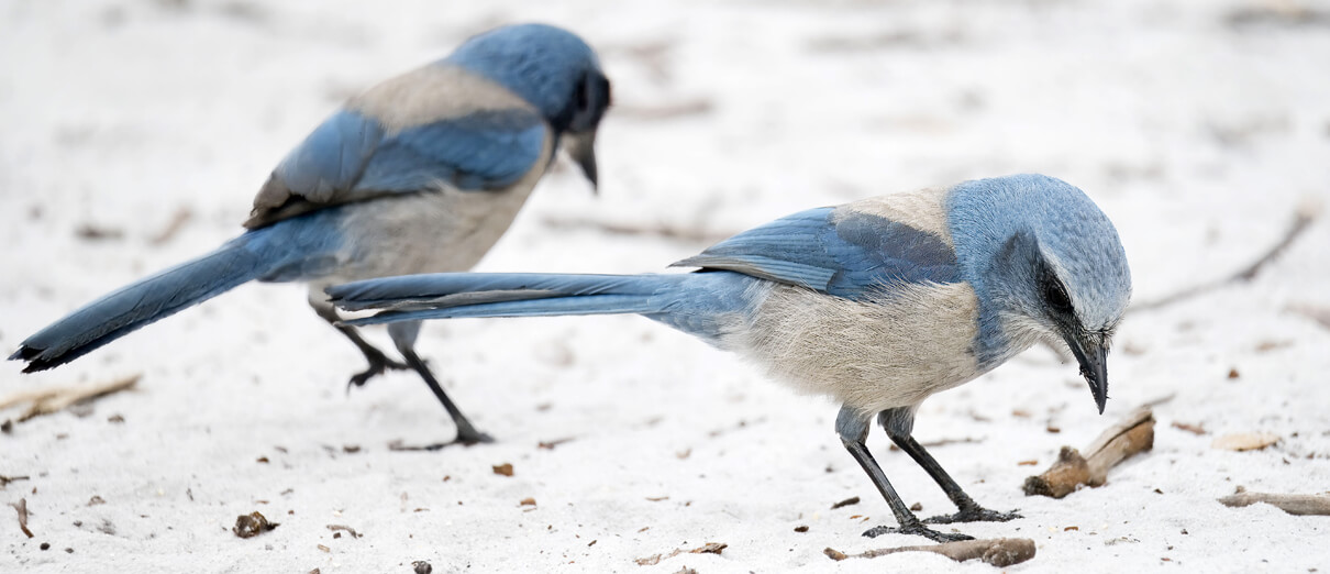 Florida Scrub-Jays foraging. Photo by lwolfartist, CC BY 2.0.