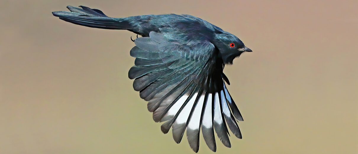 Male Phainopepla in flight, showing the bright white wing patches. Photo by Greg Homel, Natural Elements Productions.