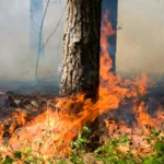 Pine forest burning by OlegD/Shutterstock