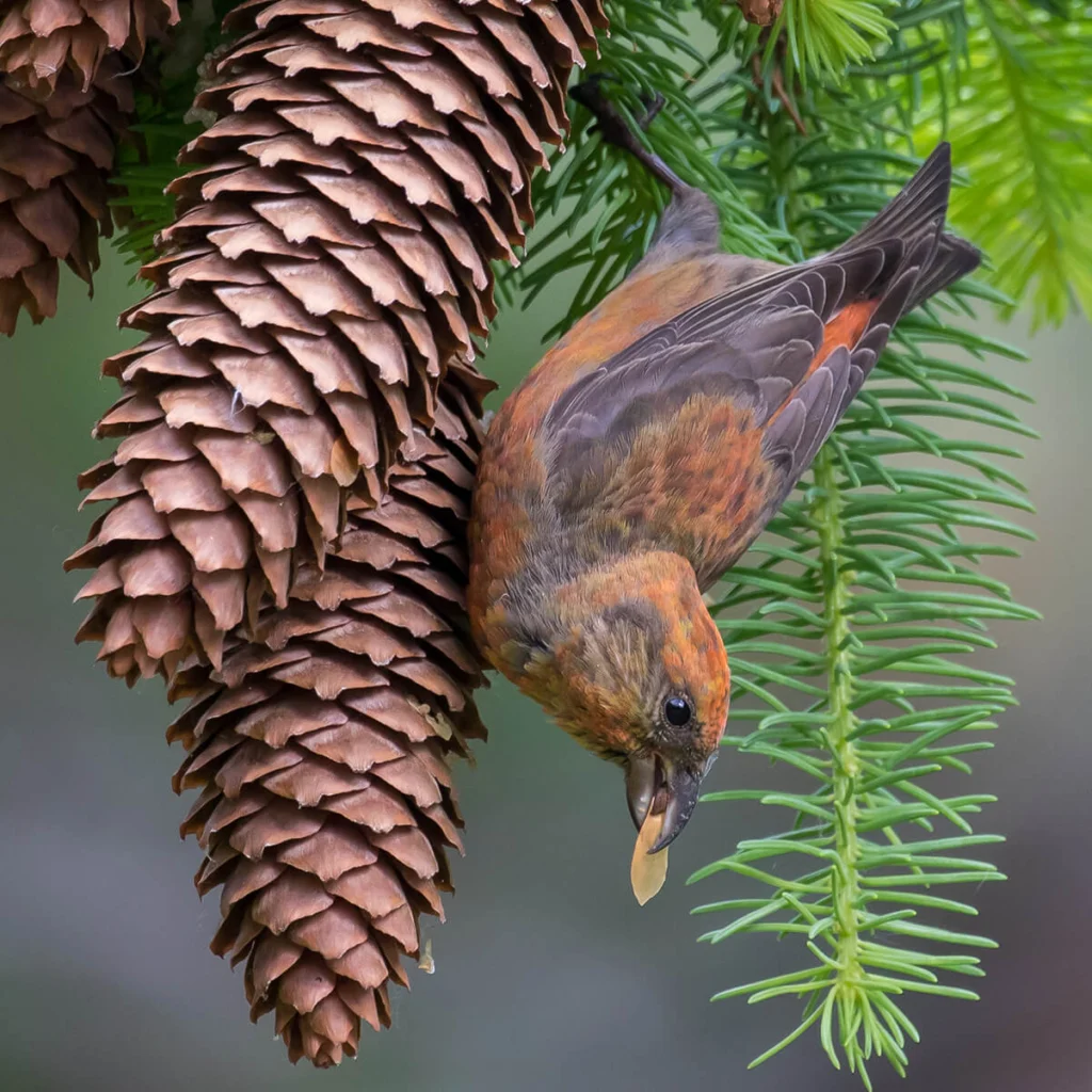 Red Crossbill feeding. Photo by Ian Burgess, Macaulay Library at the Cornell Lab of Ornithology