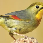 Red-billed Leiothrix (Non-native Hawaiian Bird) by Wang Li Quiang, Shutterstock