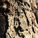 Set With Care, Fire Creates Habitat for Many Declining Bird Species