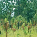 Regenerating forest by Virgil Davis/USDA Forest Service/Bugwood.org