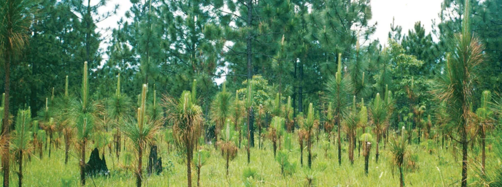 Regenerating forest by Virgil Davis/USDA Forest Service/Bugwood.org
