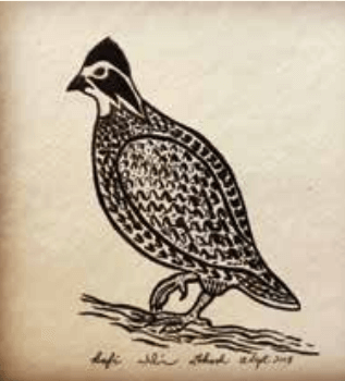 Kofi (“Quail”) by Lokosh (Joshua D. Hinson).