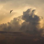 New research is shaping what we know about airspace as vital habitat for birds. Photo by iiphevgeniy/Shutterstock