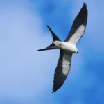 How Do Scientists Track Migrating Birds? A Look at Tracking Tech