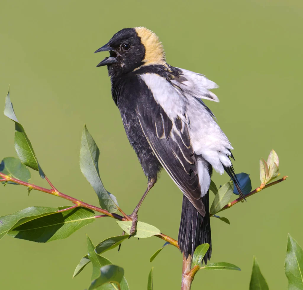 Male Bobolink. Photo by Tim Zurowski/Shutterstock.