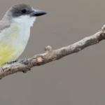 Thick-billed Kingbird by Agami Photo Agency, Shutterstock