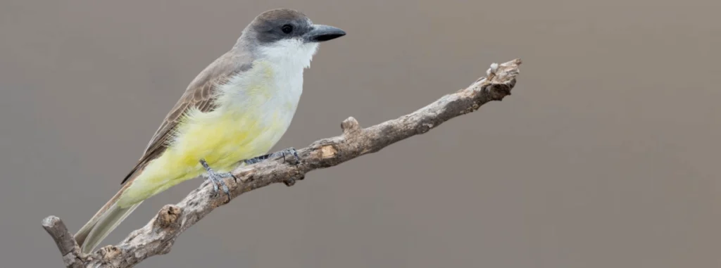 Thick-billed Kingbird by Agami Photo Agency, Shutterstock