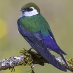 Violet-green Swallow at rest