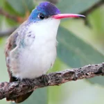 ABC Birding: The Paton Center for Hummingbirds