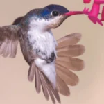 Violet-crowned Hummingbird by Matthew Studebaker