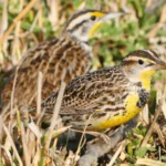 Hazardous Protections: The Challenge of Shielding Birds and Farmworkers from Pesticides While Temperatures Rise