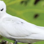 White Tern (Hawaiian Bird) by Serge Vero, Shutterstock