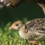 Wild Turkey and poult by Kristen Nicholas