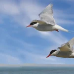Arctic Terns over the Arctic Ocean. Photo by Tony Brindley/Shutterstock.