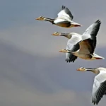 Bar-headed Geese flying at high elevation. Photo by Wang LiQiang/Shutterstock.