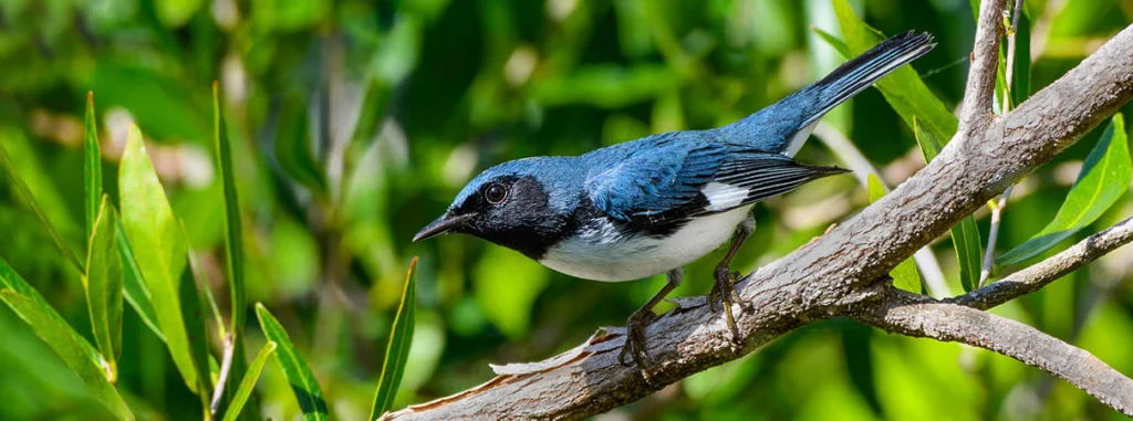 Sowing Seeds for Bird Recovery