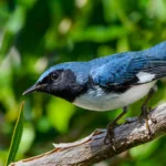 Sowing Seeds for Bird Recovery