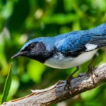 Eight Must-See Spring Birding Sites