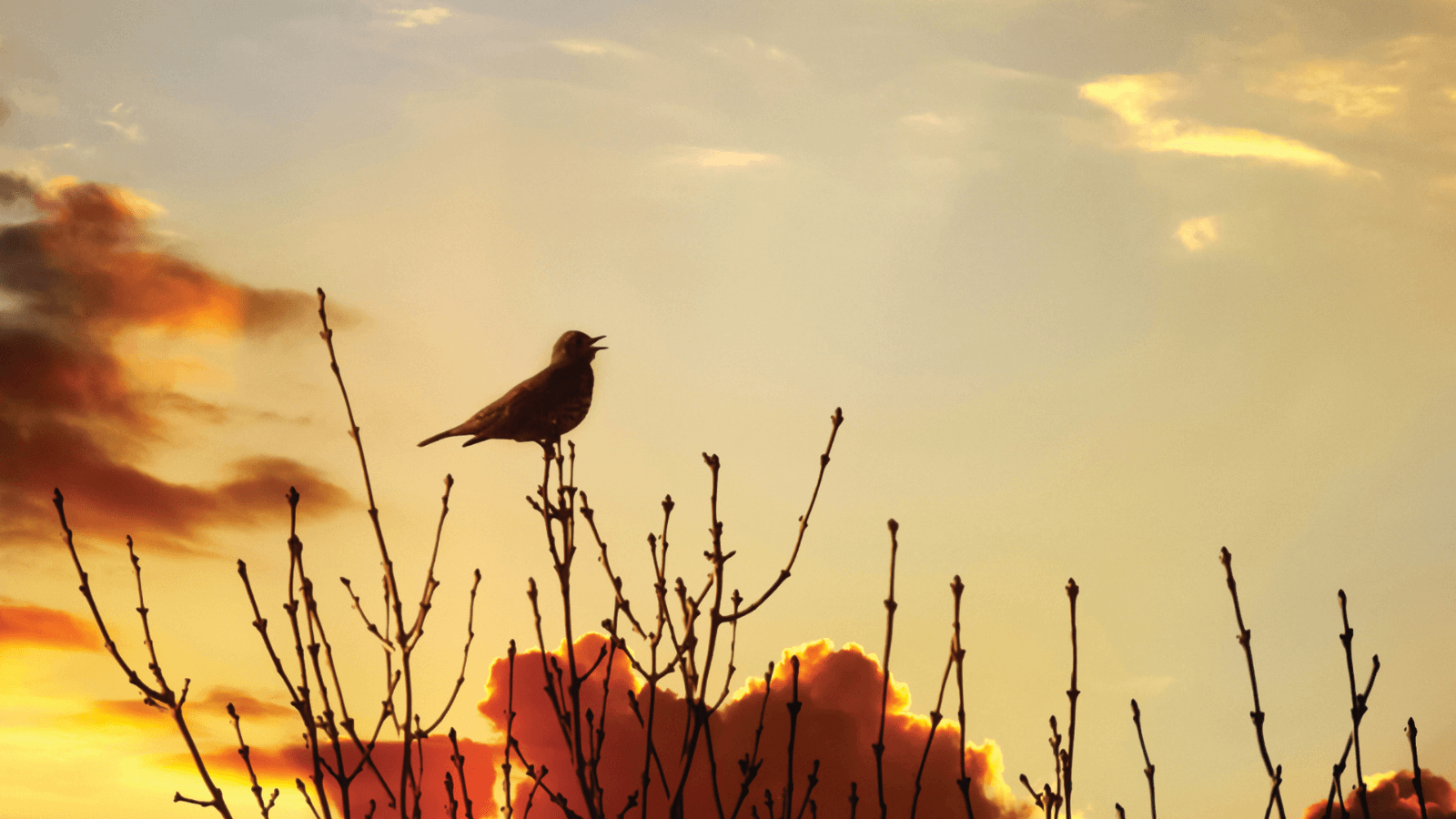 Dawn bird
