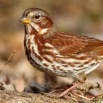 A Fox Sparrow. Photo by Micea Costina/Shutterstock.