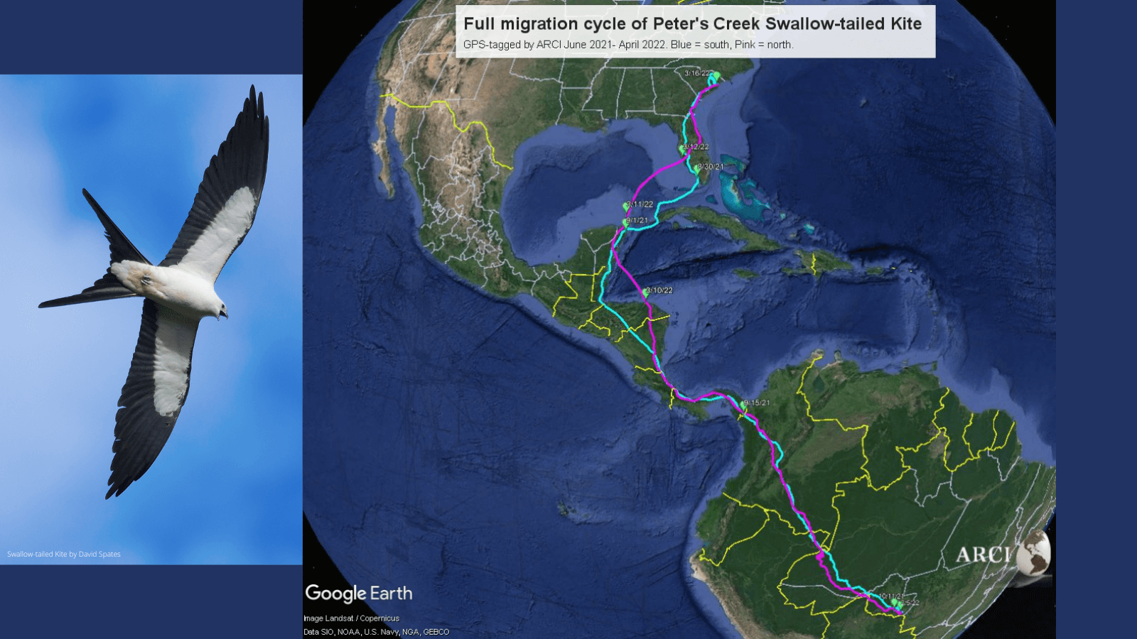 How Do Scientists Track Migrating Birds? A Look at Tracking Tech ...