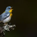 Northern Parula resting during migration. Photo by Ray Hennessy/Shutterstock.