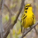 Why Do Birds Sing? Recent Studies Sing a New Tune About Birdsong