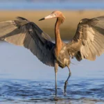 Reddish Egret. Photo by Ivan Kuzmin/Shutterstock.