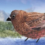 Demystifying Rosy-Finches: Understanding the American West's Off-the-Grid Endemics