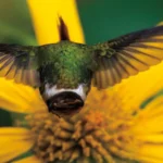 Rufous-crested Coquette. Photo by Owen Deutsch