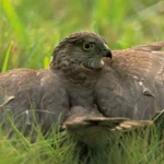 Sharp-shinned Hawk. Photo by Owen Deutsch
