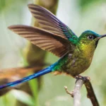 Violet-tailed Sylph. Photo by Owen Deutsch