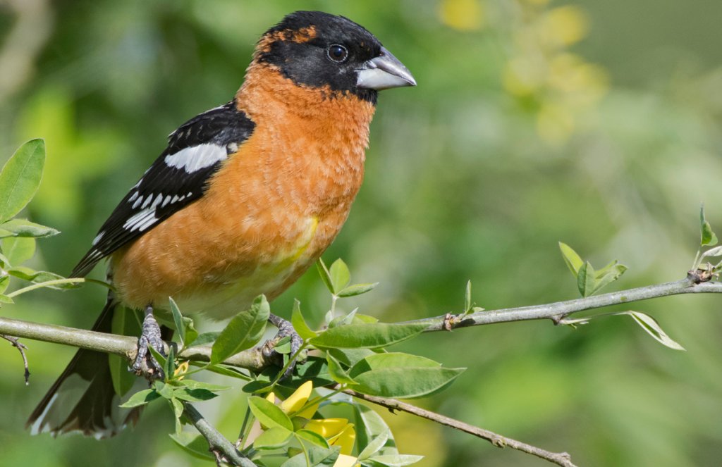 Black-headed Grosbeak by punkbirdr, Shutterstock