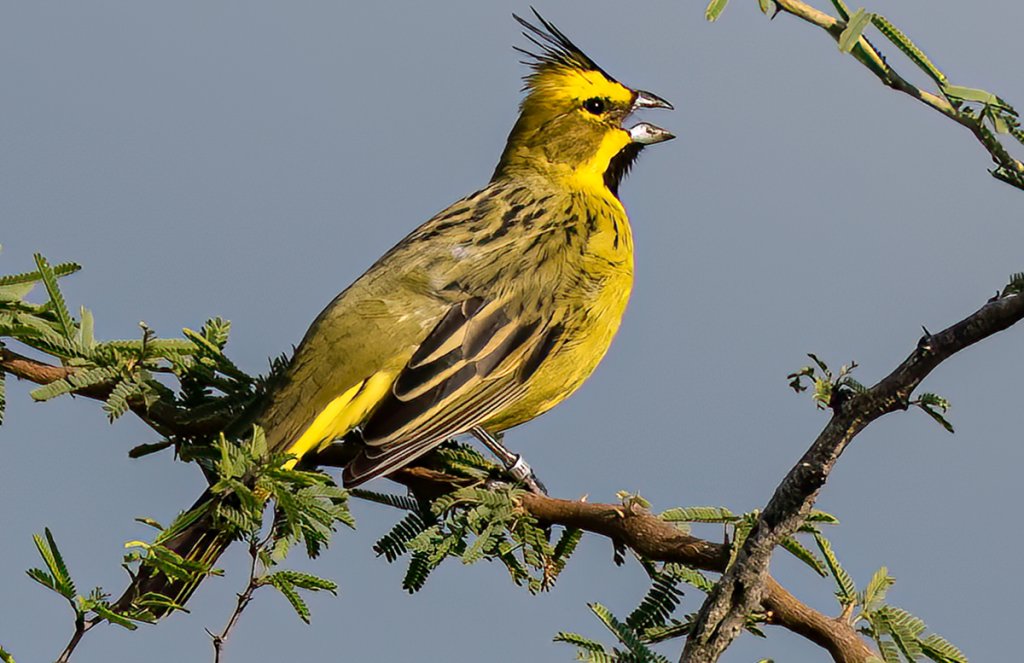 Male Yellow Cardinal by Ralph Hatt, Macaulay Library at the Cornell Lab of Ornithology