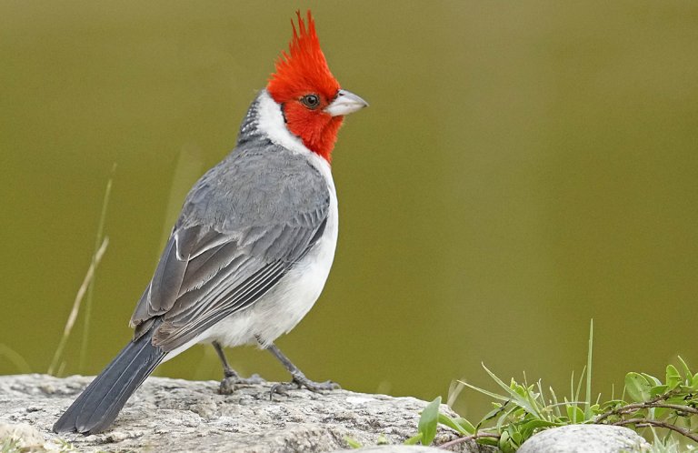 Red-crested Cardinal by Adrian Antunez, Macaulay Library at the Cornell Lab of Ornithology