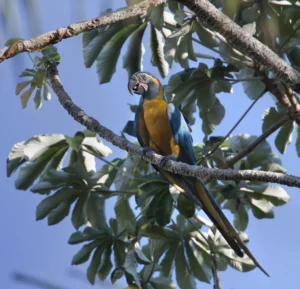 Blue-throated Macaw. Photo by Daniel Alarcon/Asociación Armonía.