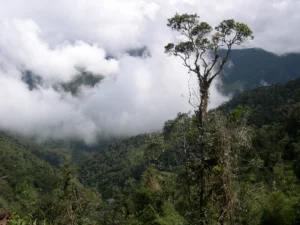 Cloud Forest in Tapichalaca Reserve, Ecuador. Photo by Daniel Lebbin.
