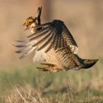 Attacks on the Endangered Species Act in Congress Put Imperiled Species in Jeopardy
