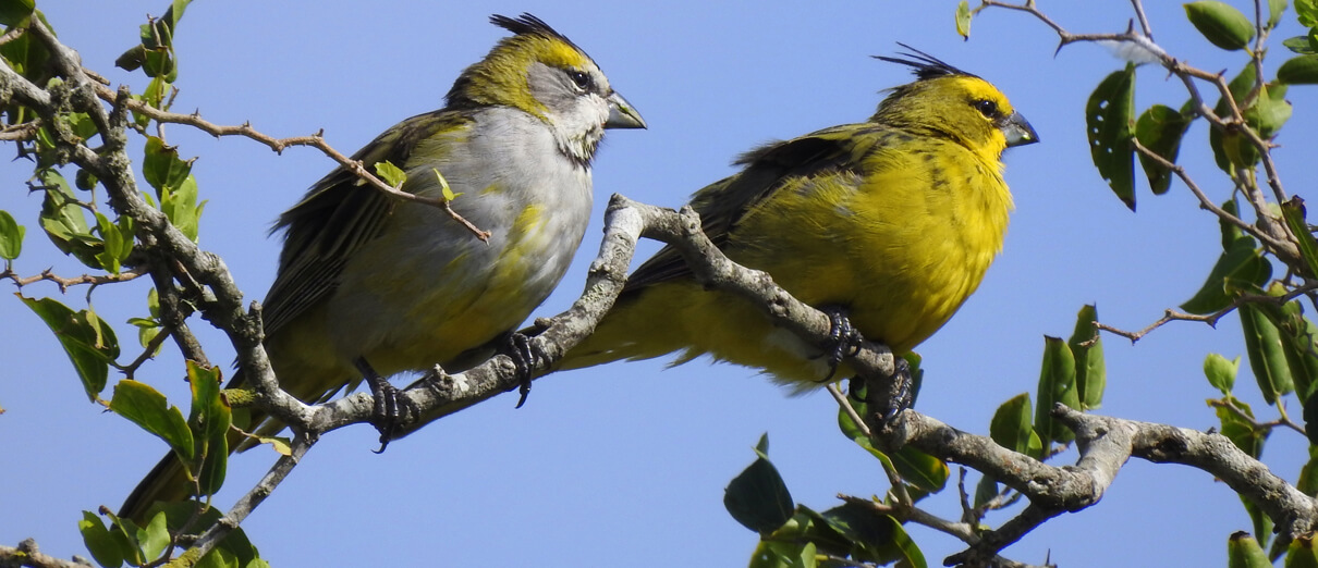 Yellow Cardinal pair by Carlos Crocce, Macaulay Library at the Cornell Lab of Ornithology.