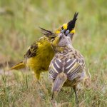 Yellow Cardinal adult feeding juvenile by Claudia Brasileiro, Macaulay Library at the Cornell Lab of Ornithology