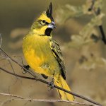 Yellow Cardinal by Tony Tilford, Shutterstock