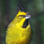 Yellow Cardinal by Diego Grandi, Shutterstock