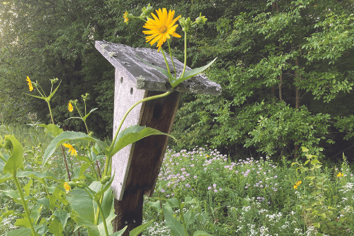 A bird house on the property of Jim Morrison. Photo by Jim Morrison.